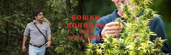 индика Аркадак